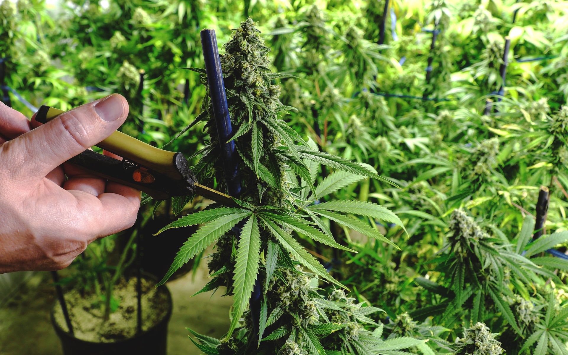 How to Increase Your Yield: The Ultimate Guide on How to Prune Marijua   Trim-Daddy