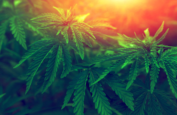 CBG...The Next Trend in Cannabis