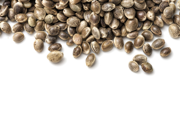 Autoflower Seeds...are they worth it?