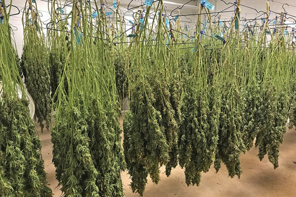 Trim Daddy's Definitive Guide to Trimming Tools