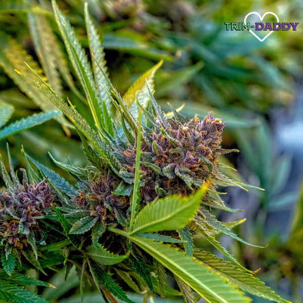 After Harvest...trimming, storing & curing cannabis
