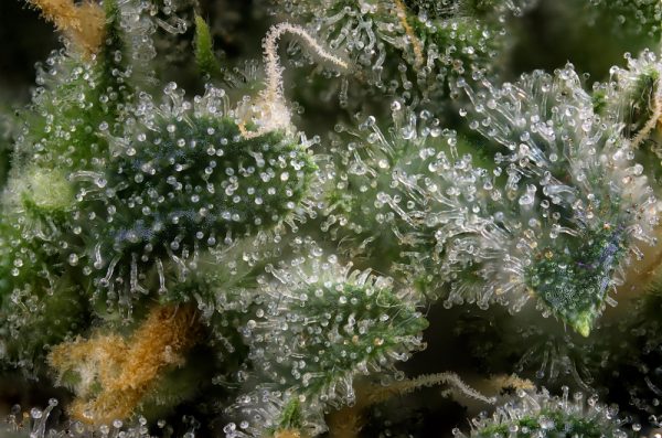 How to Safely Store & Transport Cannabis Crops